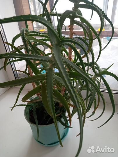 Алоэ лечебный 6летний