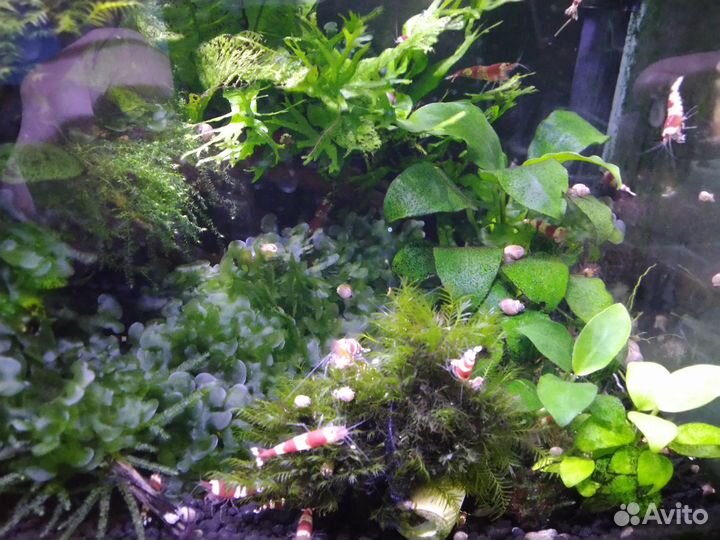 Креветки красный Кристалл, мох