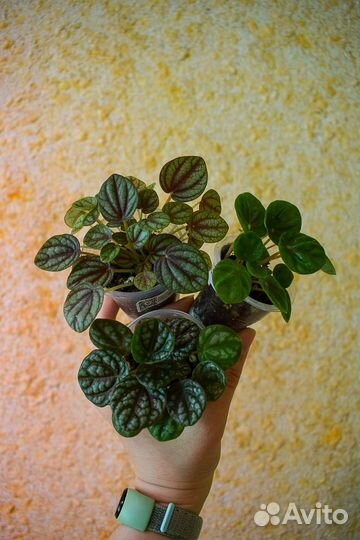 Пеперомии набором