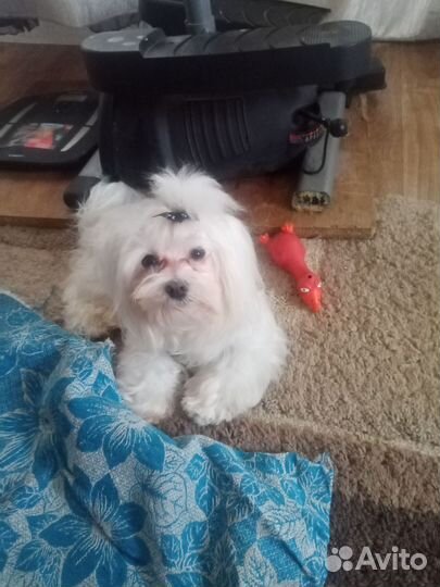 Мальтийская болонка