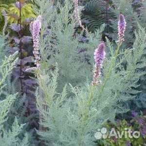 Спиреи и форзиция, Полынь