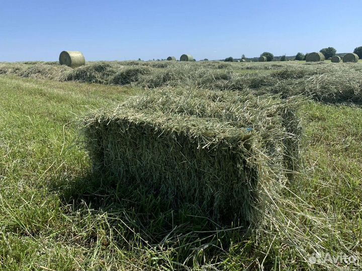 Сено. Качественное. В рулонах и тюках (брикетах)