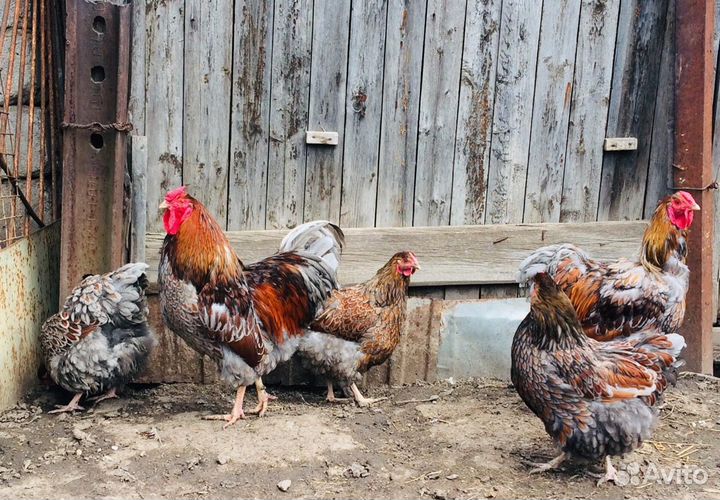 Виандот,брама (инкубационное яйцо)