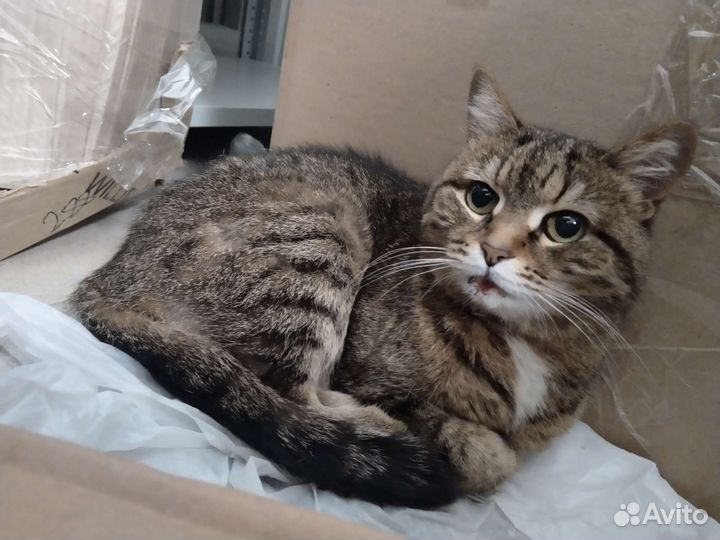 Короткошерстная кошка