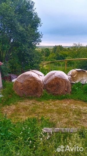 Продам сено в рулонах