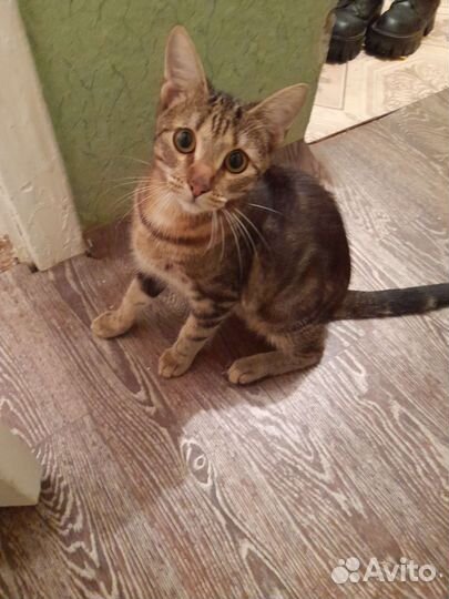 Кот в добрые руки