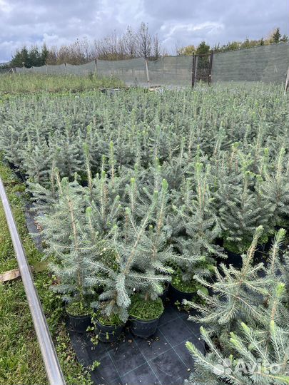 Ель Сосна окс зкс Голуб Ель Горная Сосна саженцы