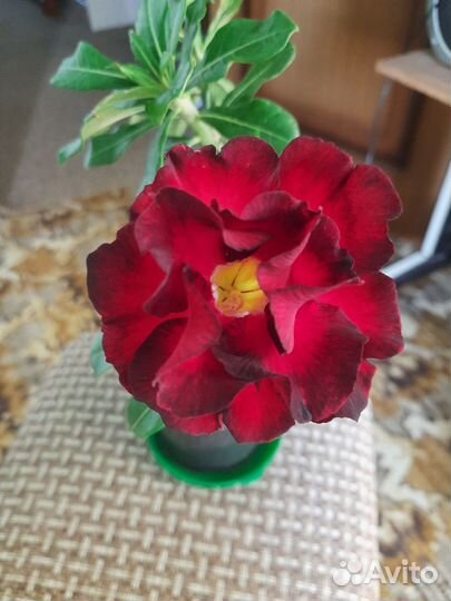 Адениум black rahu