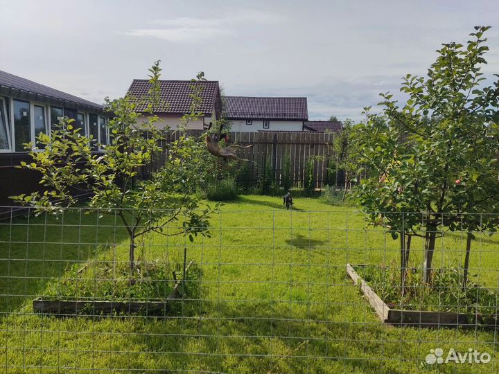 Передержка собак