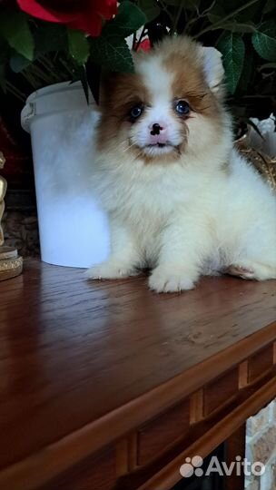 Щенки шпица