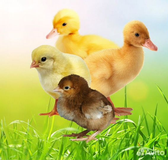 Гуси суточные. Гусята. Утки, индюшаткИ