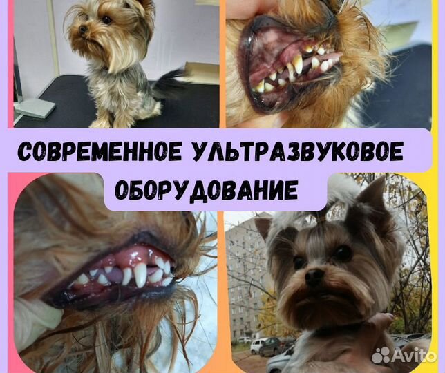 Ультразвуковая чистка зубов для собак