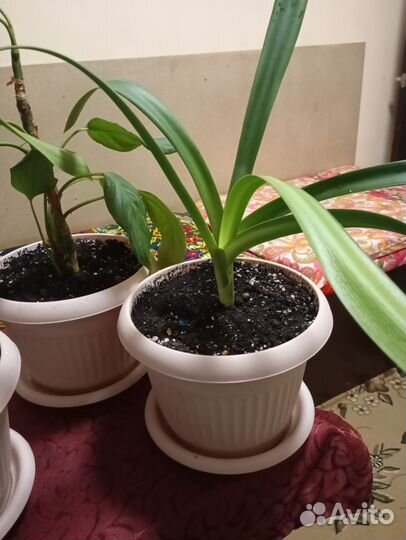 Комнатные цветы