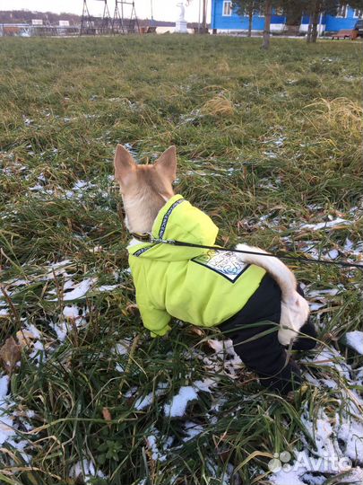 Комбинезон для маленькой собаки