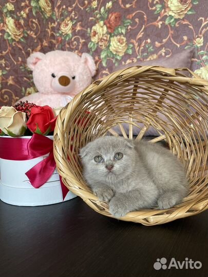 Шотландские котята