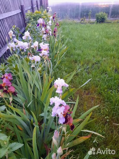 Ирисы бородатые