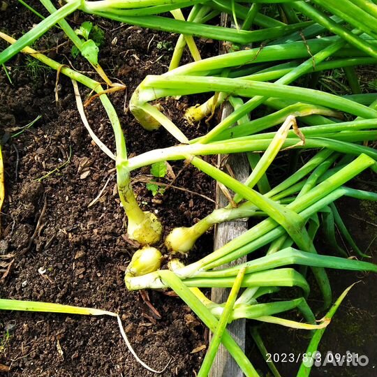 Лук севок семейный