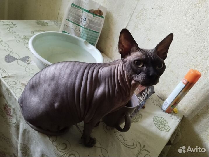 Канадский сфинкс