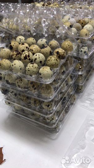 Яйца перепелиные