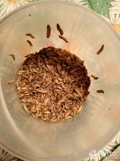 Личинки восковой моли