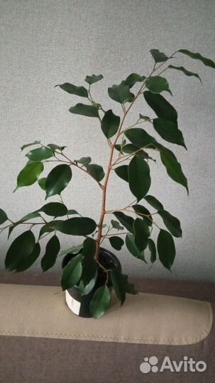 Фикус