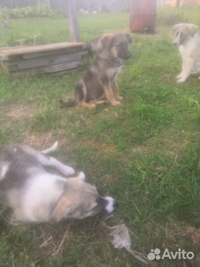 Собака в добрые руки отдам бесплатно