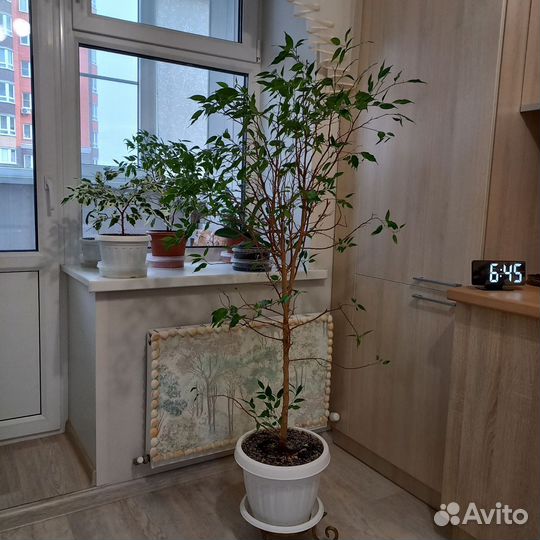 Фикус Бенжамина