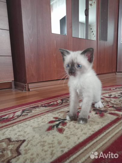 Кошка сиамская
