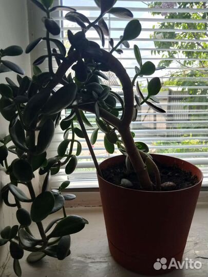 Крассула толстянка