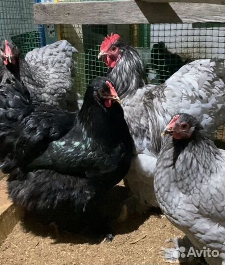 Инкубационное яйцо Кохинхин