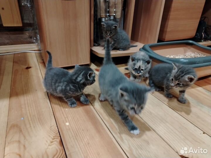 Котята в добрые руки бесплатно