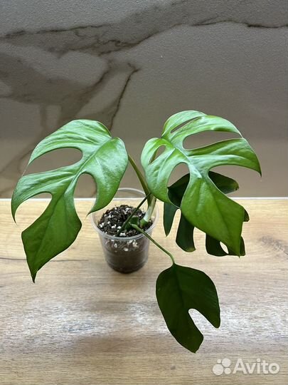 Рафидофора тетрасперма