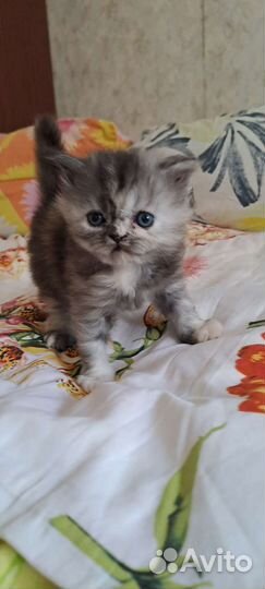 Персидская кошка