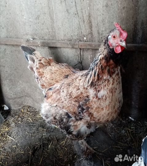 Инкубационное яйцо породистых кур