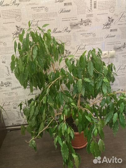 Фикус бенджамина большой