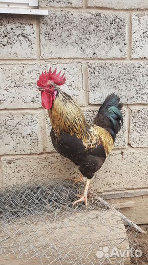 Петухи домашние