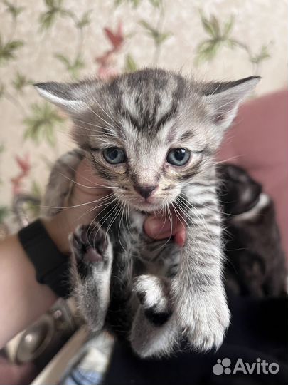 Котята от вислоухой мамы