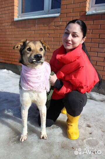 Собака в добрые руки