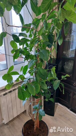 Лимонное дерево большое не привит