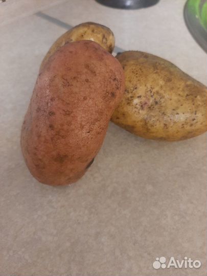 Продам картофель