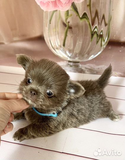 Супер мини чихуахуа. Лиловый мальчик, д/ш