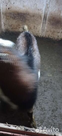 Казел ламанч