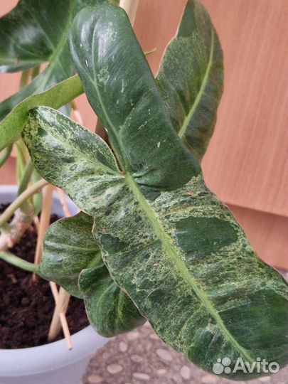 Филодендроны