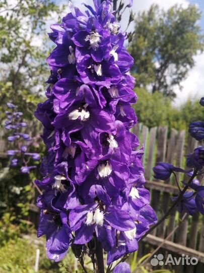 Дельфиниум новозеландский семена