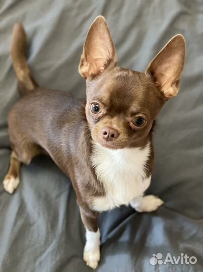 Чихуахуа кобель для вязки