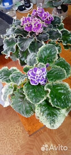 Фиалки сортовые. Лист свежесрезанный