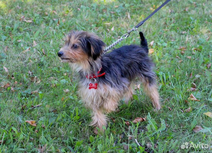 Маленький очаровательный песик ищет добрый дом