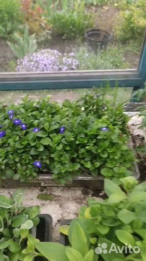 Рассада лобелии