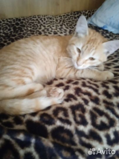 Кошка в дар бесплатно