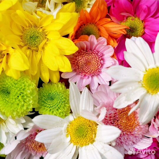 Букет из 51 хризантемы Гамма